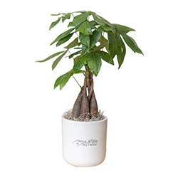 ATHLETES IN ACTION MONEY TREE IN LARGE MASON POT