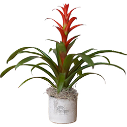 BRIDGES BROMELIAD PLANT IN LARGE PARKER POT