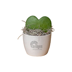 BRIDGES HOYA HEART IN MINI HARLOW POT