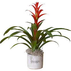 DESIGN MOVEMENT BROMELIAD PLANT IN LARGE PARKER