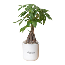 DESIGN MOVEMENT MONEY TREE IN LARGE MASON POT