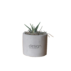 DESIGN MOVEMENT ZEBRA SUCCULENT IN MINI PARKER POT