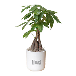 IMPACT MOVEMENT MONEY TREE IN LARGE MASON POT