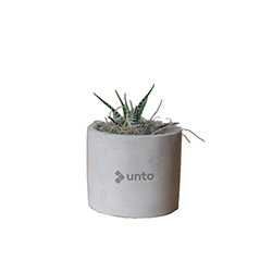 UNTO ZEBRA SUCCULENT IN MINI PARKER POT